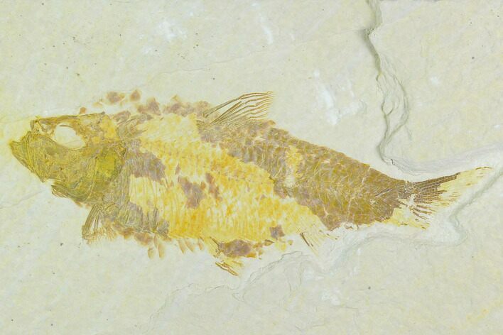 Bargain Fossil Fish (Knightia) - Wyoming #126553